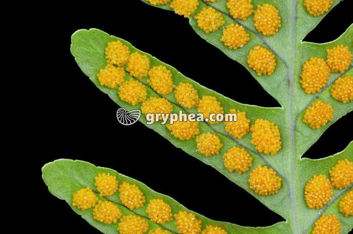 Sporanges et sores sur la face inférieure d'une feuille de Polypode (fougère) - gryphea.org